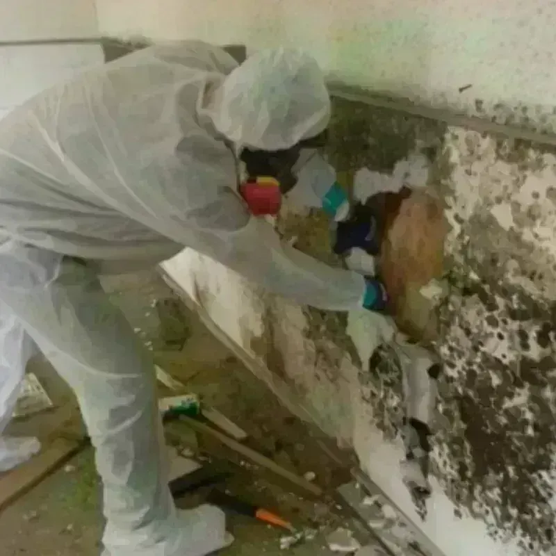 Mold Remediation and Removal in Norwich, CT